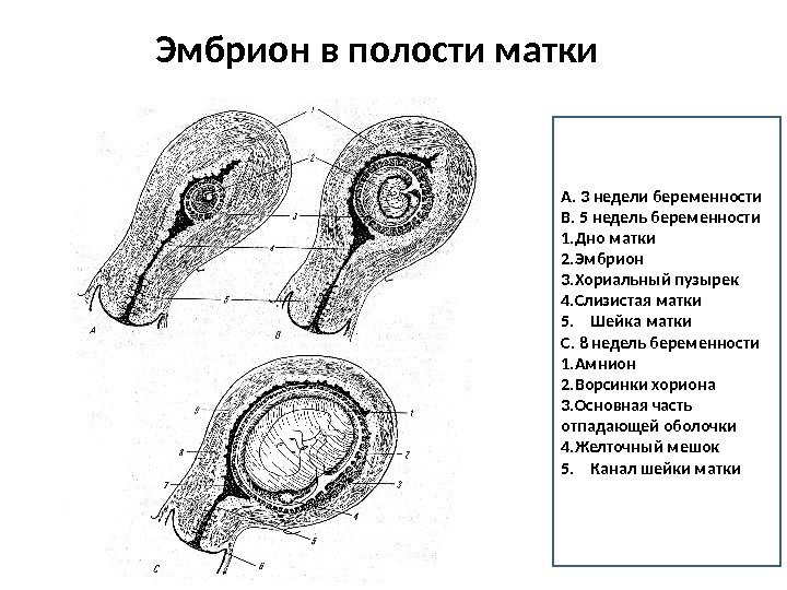 Рисунок матки и зародыша