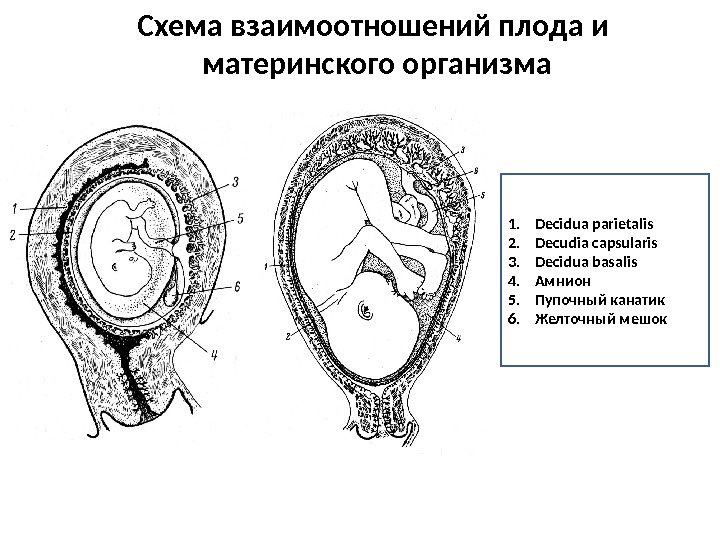 Схема взаимоотношений плода и материнского организма 1. Decidua parietalis 2. Decudia capsularis 3. Decidua
