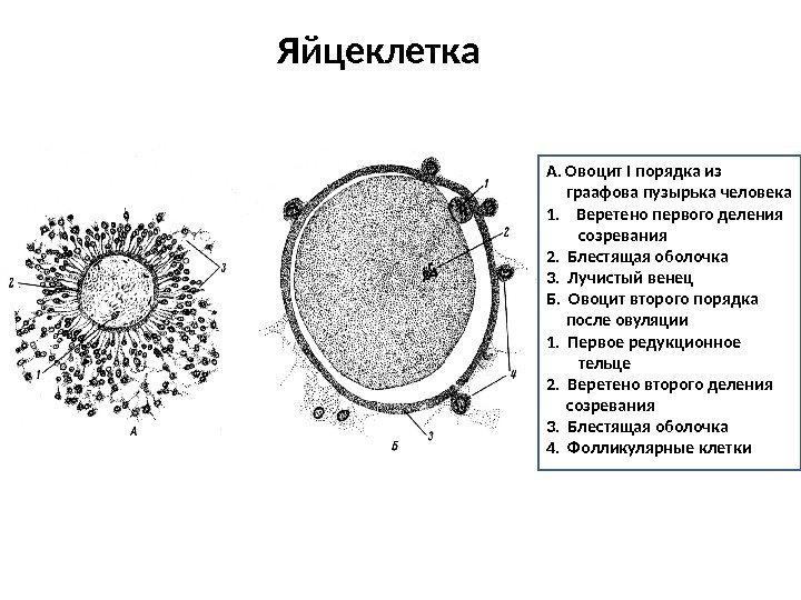 Яйцеклетка А. Овоцит I порядка из  граафова пузырька человека 1. Веретено первого деления
