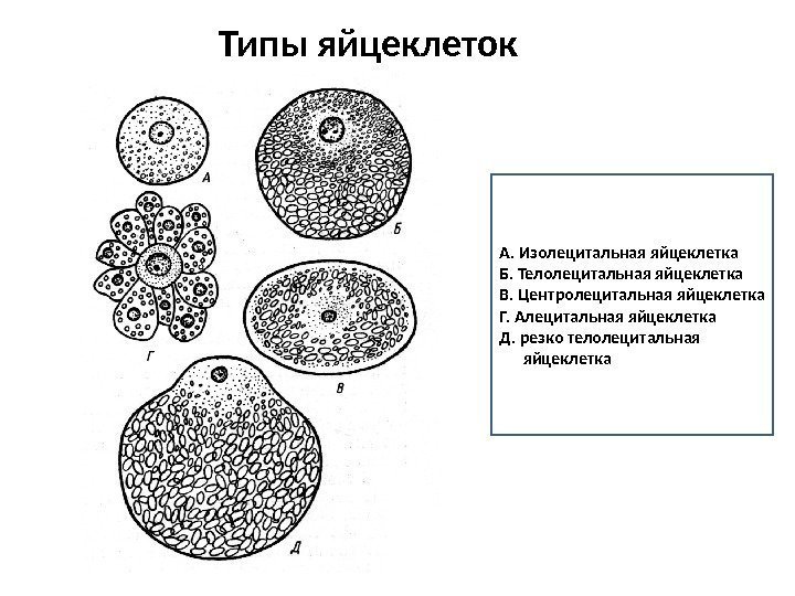 Типы яйцеклеток А. Изолецитальная яйцеклетка Б. Телолецитальная яйцеклетка В. Центролецитальная яйцеклетка Г. Алецитальная яйцеклетка