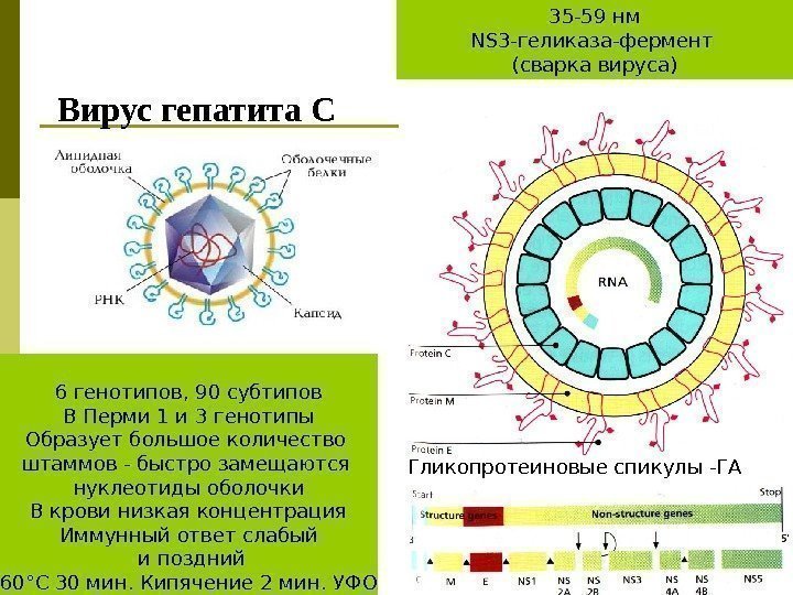 Вирус гепатита С 6 генотипов, 90 субтипов В Перми 1 и 3 генотипы Образует