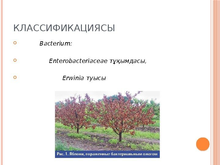 КЛАССИФИКАЦИЯСЫ    Bacterium:    Enterobacteriaceae тұқымдасы,    