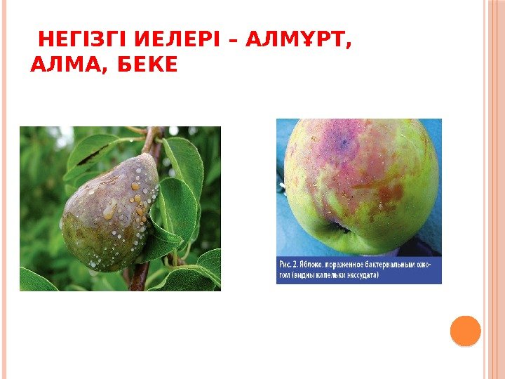  НЕГІЗГІ ИЕЛЕРІ – АЛМҰРТ,  АЛМА, БЕКЕ 