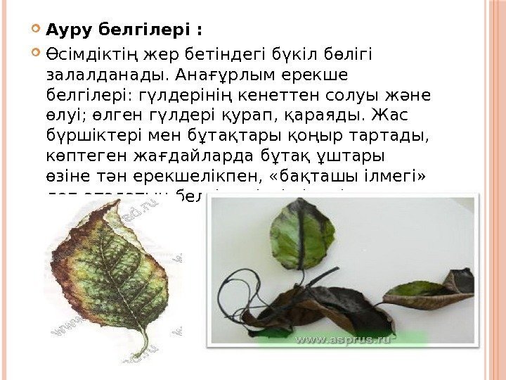  Ауру белгілері :  Өсімдіктің жер бетіндегі бүкіл бөлігі залалданады. Анағұрлым ерекше белгілері: