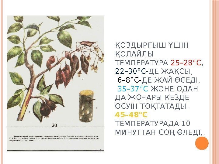 ҚОЗДЫРҒЫШ ҮШІН ҚОЛАЙЛЫ ТЕМПЕРАТУРА 25– 28°С ,  22– 30°С- ДЕ ЖАҚСЫ,  6–