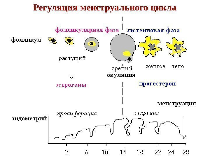 Регуляция менструального цикла 