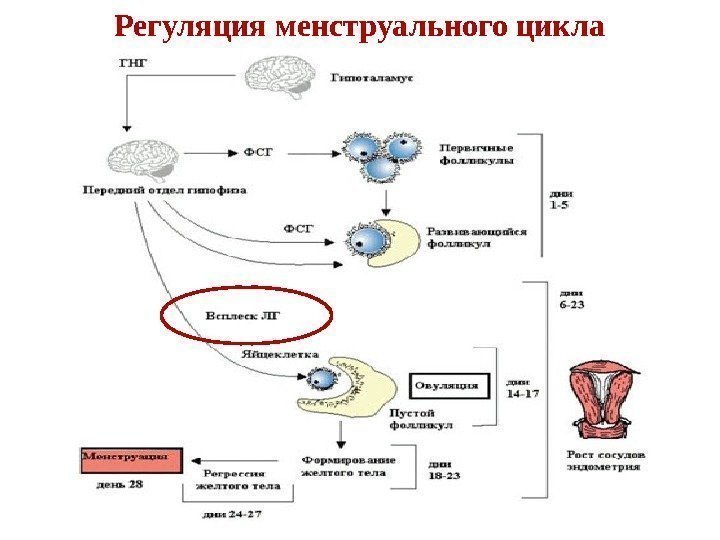 Регуляция менструального цикла 