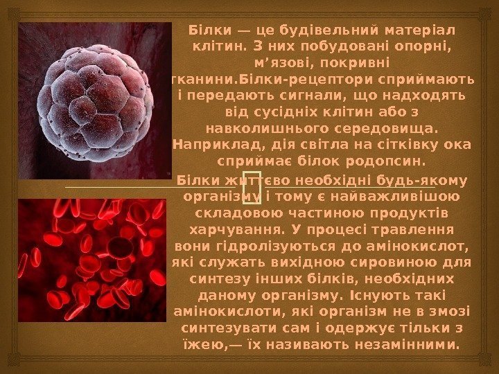 Білки — це будівельний матеріал клітин. З них побудовані опорні,  м’язові, покривні тканини.