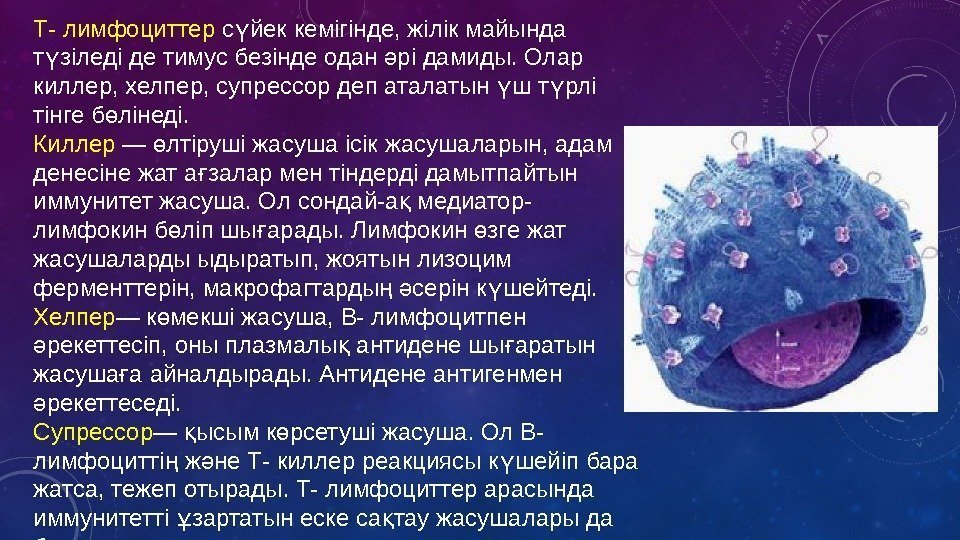 Т- лимфоциттер с йек кемігінде, жілік майында ү т зіледі де тимус безінде одан