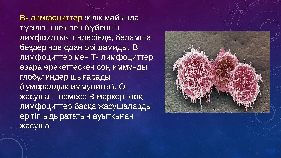 В- лимфоциттер жілік майында т зіліп, ішек пен б йенні ү ү ң лимфоидты
