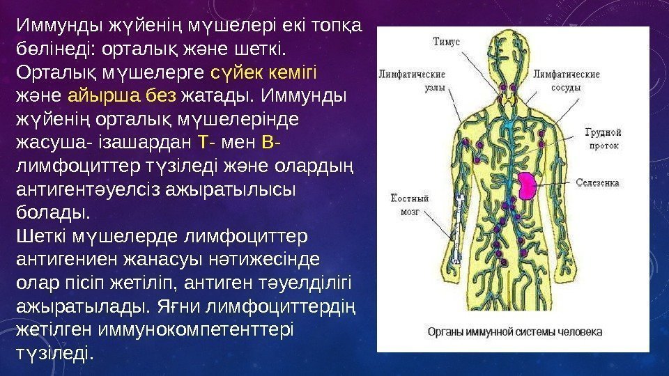 Иммунды ж йені м шелері екі топ а ү ң ү қ б лінеді: