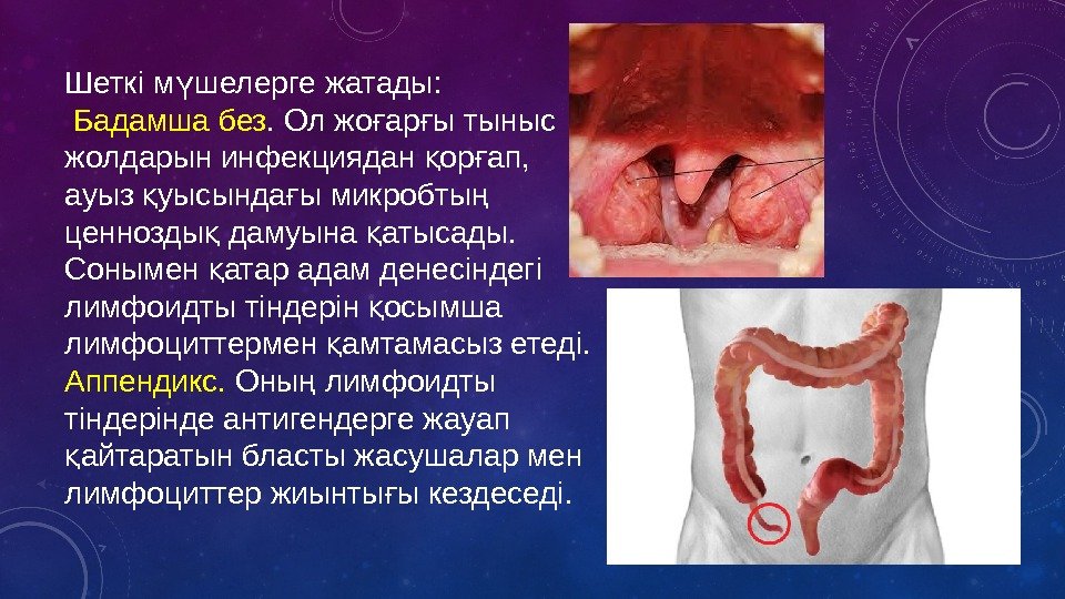 Шеткі м шелерге жатады: ү  Бадамша без. Ол жо ар ы тыныс ғ