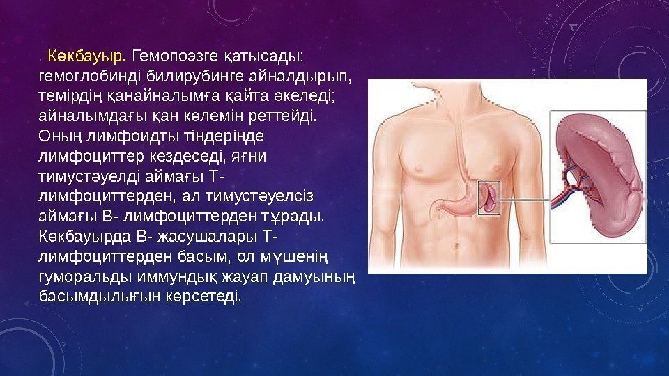 .  К кбауыр. ө Гемопоэзге атысады; қ гемоглобинді билирубинге айналдырып,  темірді 