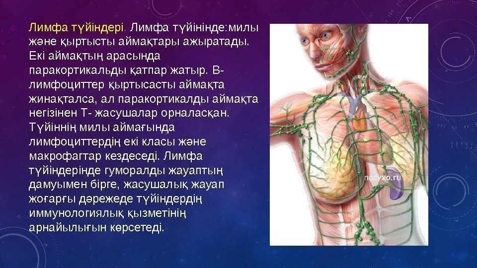 Лимфа т йіндеріү.  Лимфа т йінінде: милы ү ж не ыртысты айма тары