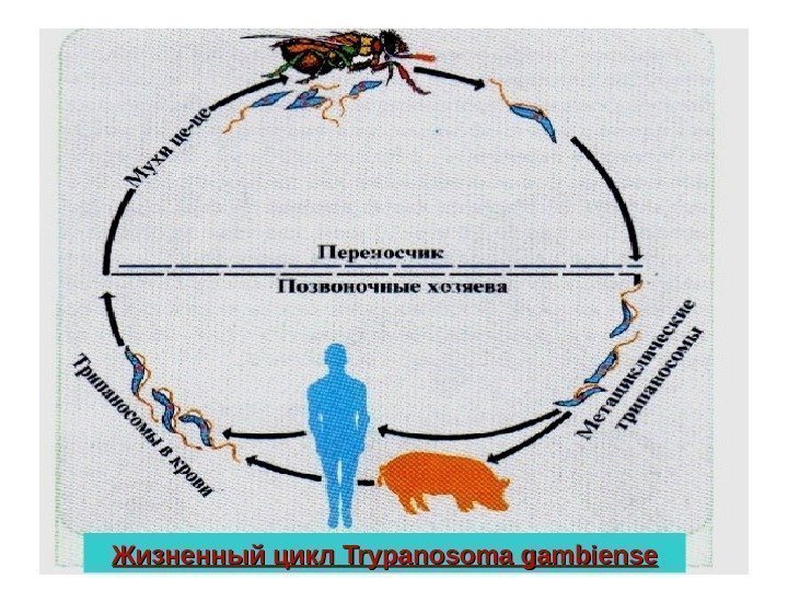  Жизненный цикл Trypanosoma gambiense 