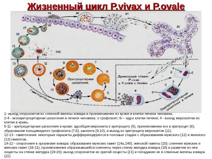   Жизненный цикл P. vivax и и P. ovale 1 - выход спорозоитов