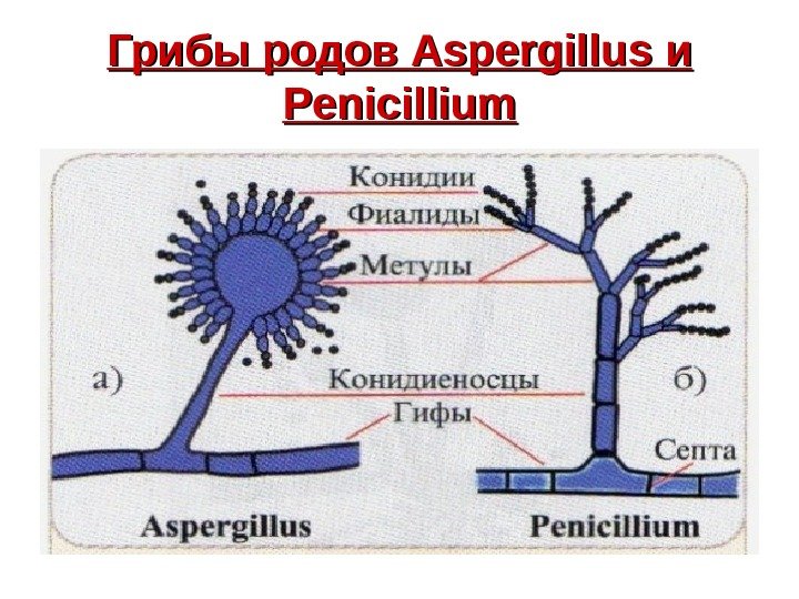   Грибы родов Aspergillus и и Penicillium 