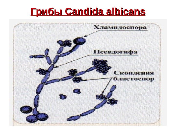   Грибы Candida albicans 
