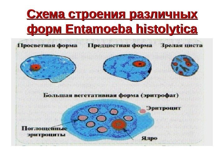   Схема строения различных форм Entamoeba histolytica 