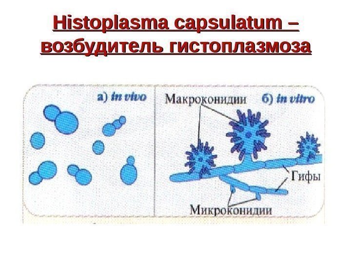   Histoplasma capsulatum – возбудитель гистоплазмоза 