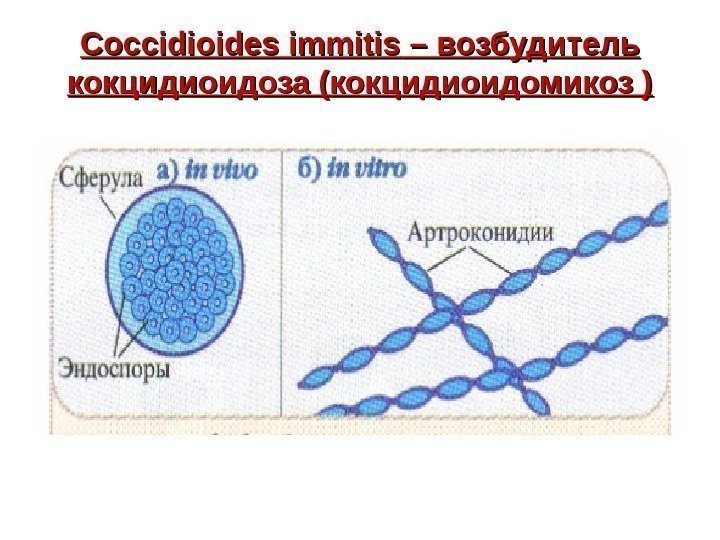   Coccidioides immitis – возбудитель кокцидиоидоза (кокцидиоидомикоз ) 