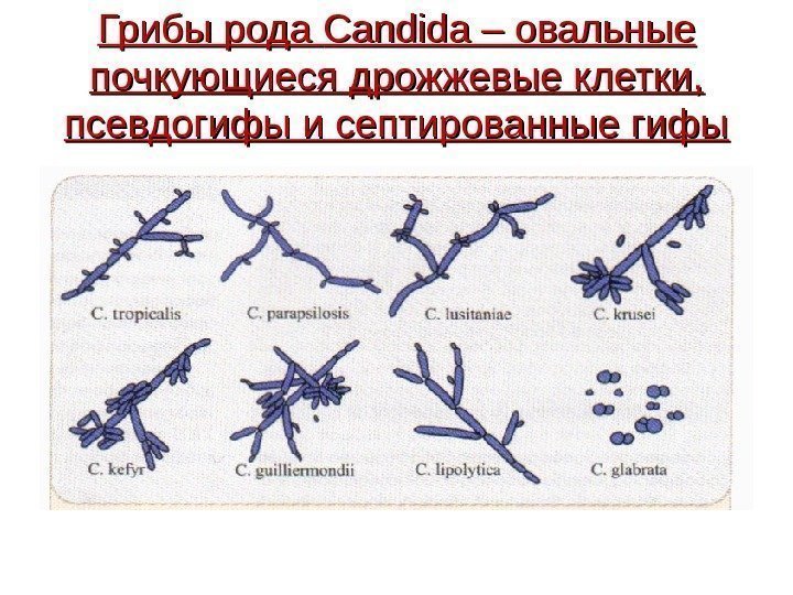   Грибы рода Candida – овальные почкующиеся дрожжевые клетки,  псевдогифы и септированные