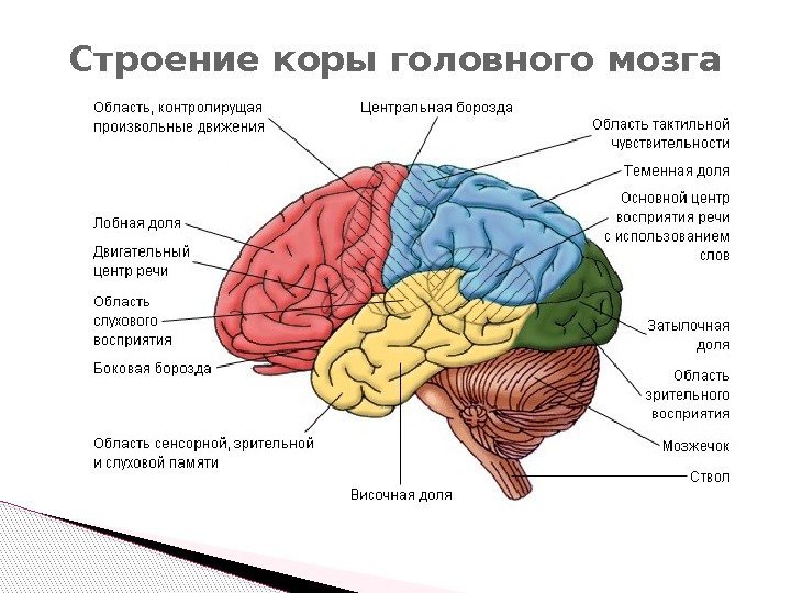Строение коры головного мозга  