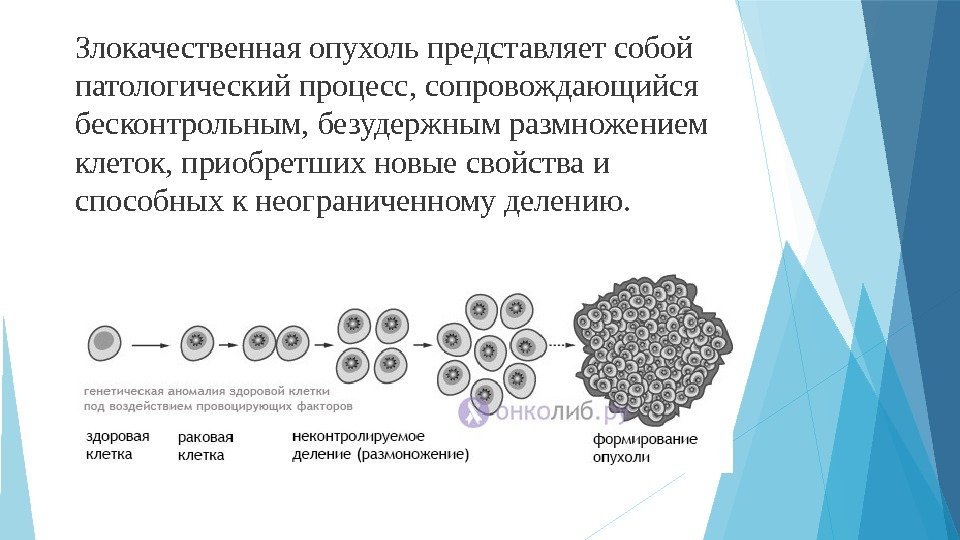 Злокачественнаяопухольпредставляетсобой патологическийпроцесс, сопровождающийся бесконтрольным, безудержнымразмножением клеток, приобретшихновыесвойстваи способныхкнеограниченномуделению.    