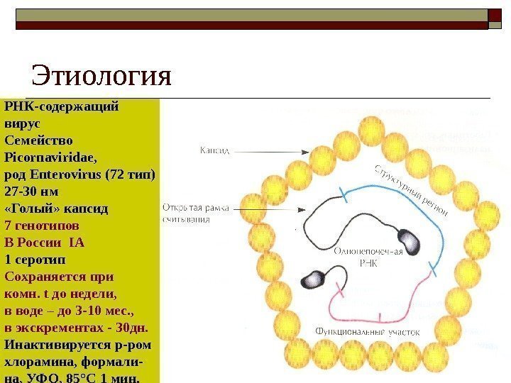 Этиология РНК-содержащий вирус Семейство Picornaviridae,  род Enterovirus (72 тип) 27 -30 нм «Голый»