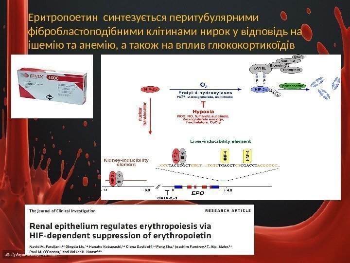 Еритропоетин синтезується перитубулярними фібробластоподібними клітинами нирок у відповідь на ішемію та анемію, а також