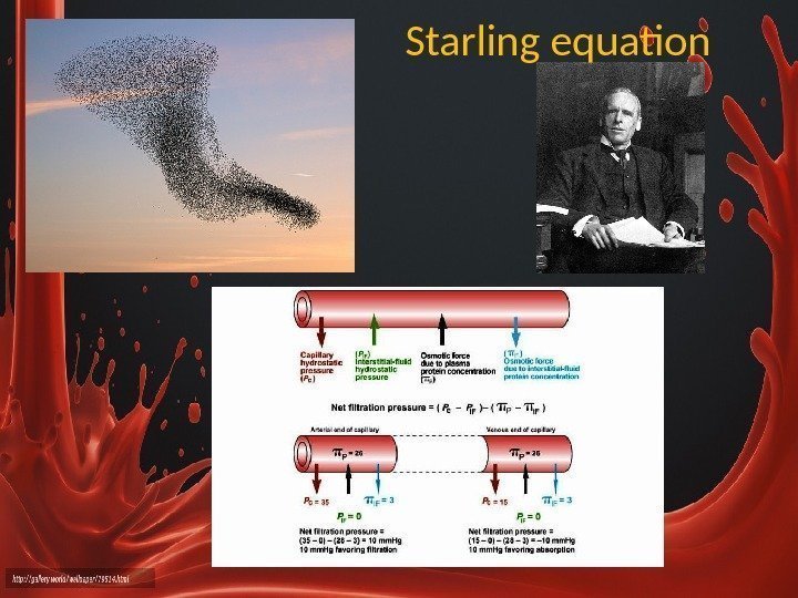 Starling equation 