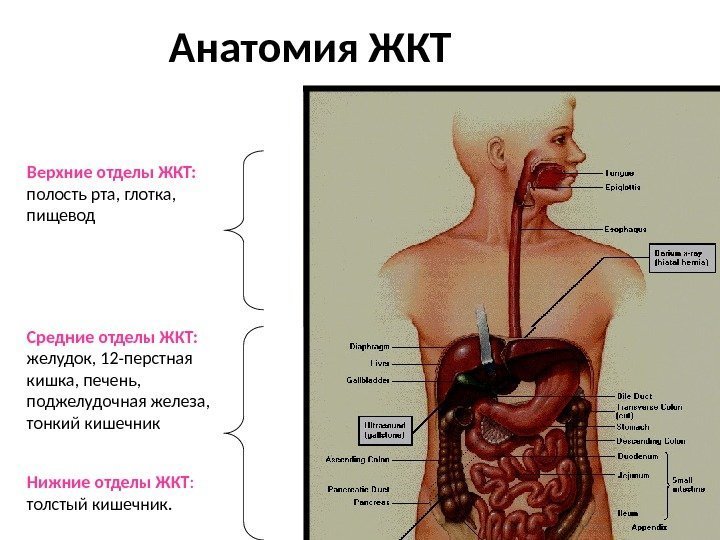 Анатомия ЖКТ Верхние отделы ЖКТ:  полость рта, глотка,  пищевод Средние отделы ЖКТ: