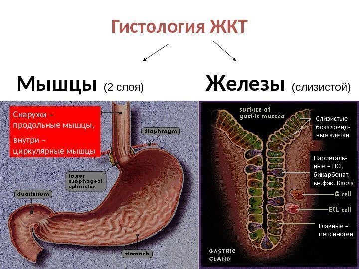 Мышцы  (2 слоя) Ж елезы  (слизистой)Гистология ЖКТ Главные – пепсиноген. Париеталь- ные