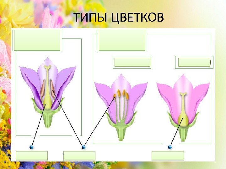 Однополые и обоеполые цветки. Назовите основные морфологические типы цветков?.