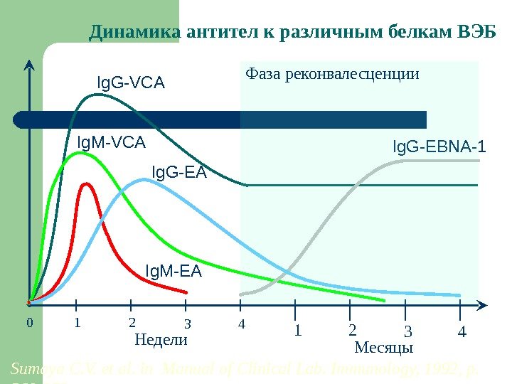 Динамика антител к различным белкам ВЭБ Ig. G-VCA Ig. M-VCA Ig. G-EBNA-1 Ig. G-EA