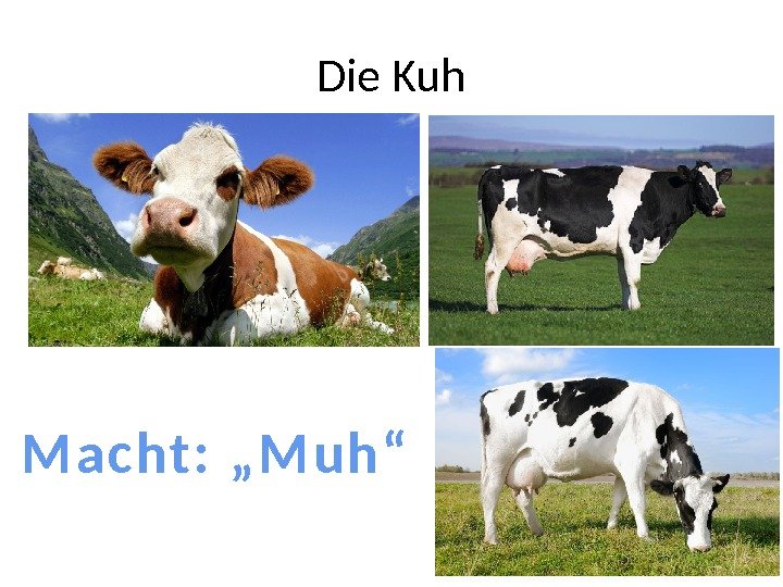 Die Kuh M a c ht :  „ M u h“ 