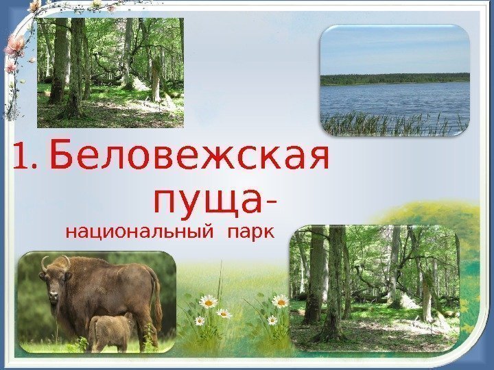1. Беловежская   - пуща национальный парк 