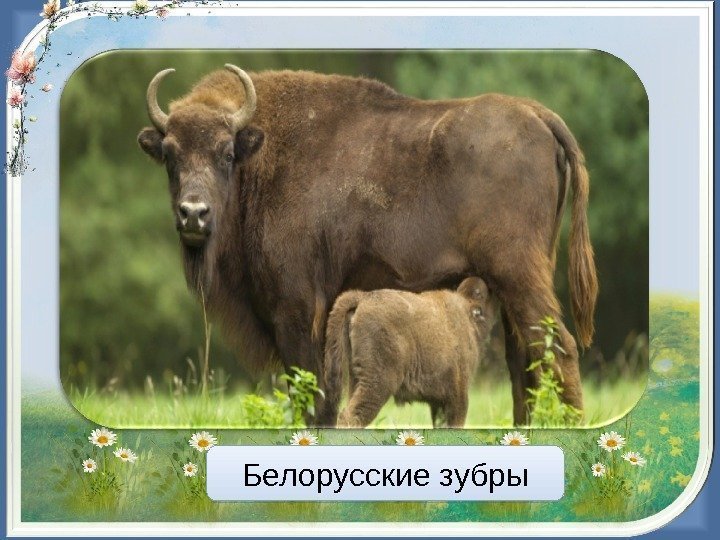 Белорусские зубры02 