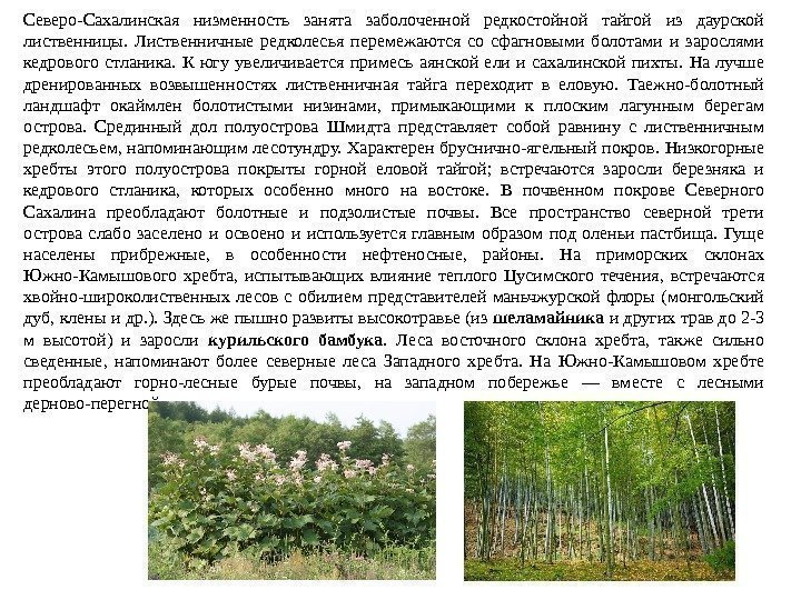 Северо-Сахалинская низменность занята заболоченной редкостойной тайгой из даурской лиственницы.  Лиственничные редколесья перемежаются со