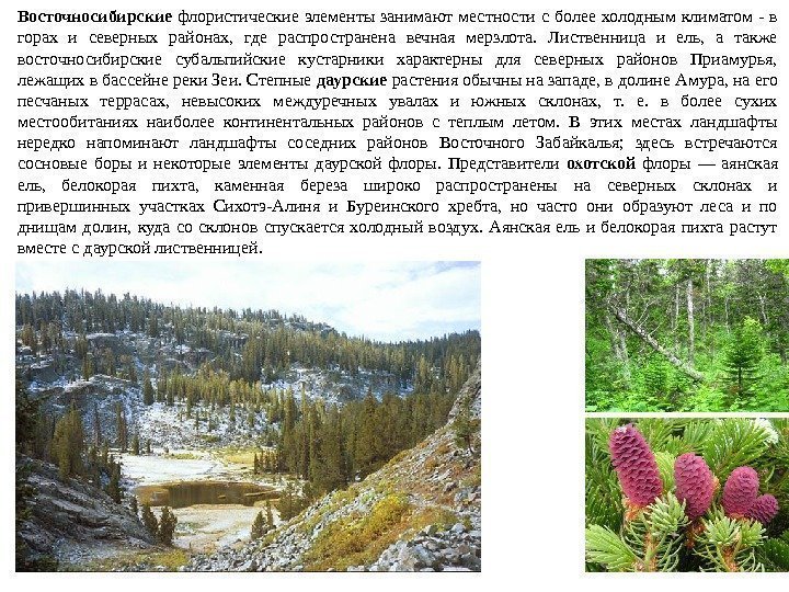 Восточносибирские  флористические элементы занимают местности с более холодным климатом - в горах и