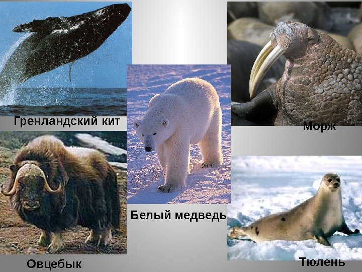 Гренландский кит Овцебык  Морж  Тюлень Белый медведь 