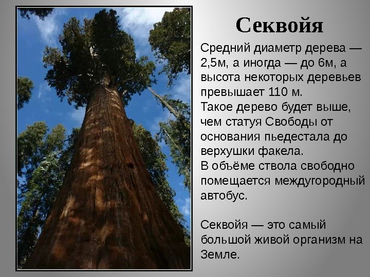 Секвойя Средний диаметр дерева — 2, 5 м, а иногда — до 6 м,