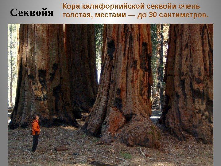 Секвойя Кора калифорнийской секвойи очень толстая, местами — до 30 сантиметров.  