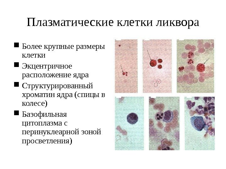 Фотография Цитологического Препарата Клетки