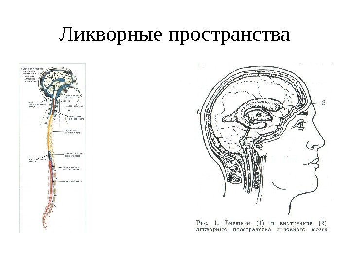 Расширение наружных ликворных пространств на фоне невыраженной кортикальной атрофии