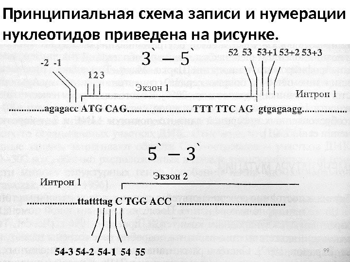Принципиальная схема записи и нумерации нуклеотидов приведена на рисунке. 99 