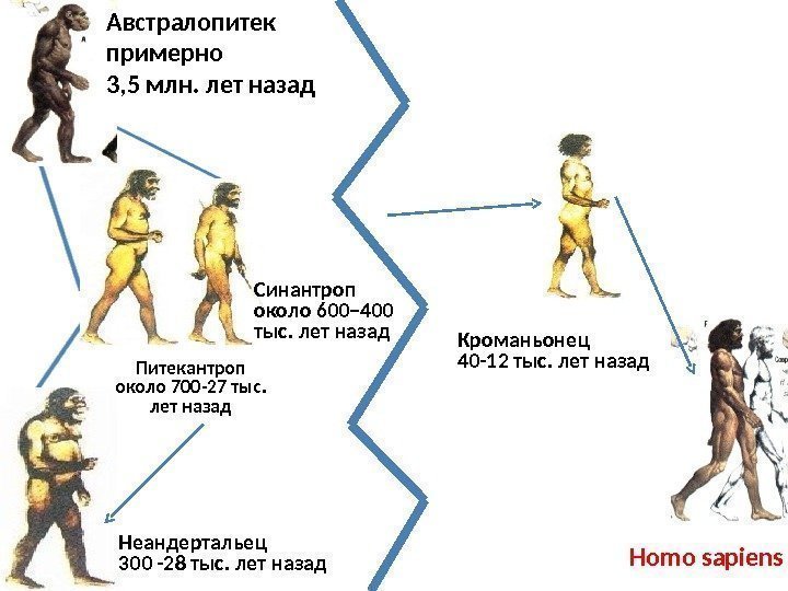 Австралопитек примерно 3, 5 млн. лет назад Неандертальец 300 -28 тыс. лет назад Питекантроп