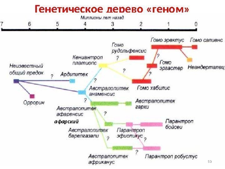 Генетическое дерево «геном» 53 афарский 