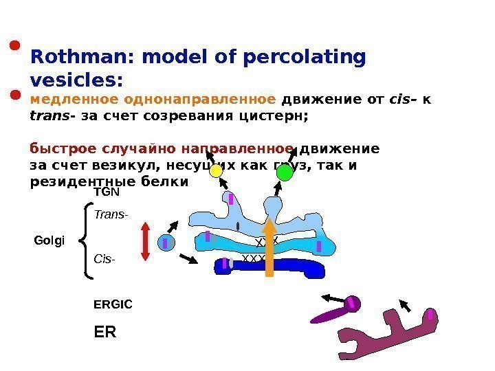 Rothman: model of percolating vesicles: медленное  однонаправленное движение от cis –  к