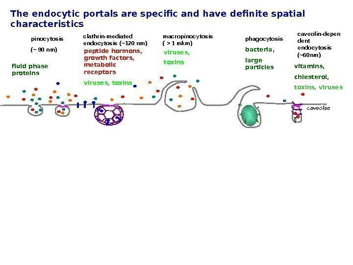 The endocytic portals are specific and have definite spatial characteristics pinocytosis  ( ~